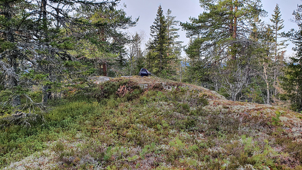 Toppunktet på Marivollhøgda (536).