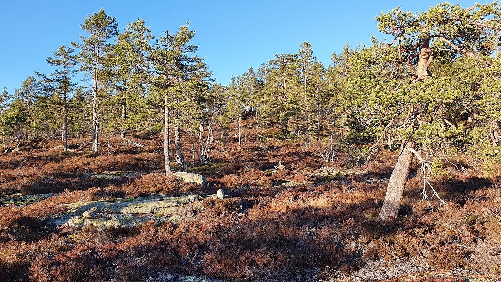 Stien jeg fulgte mot Lindumvarden er ikke veldig lett å se i lyngen her, men de små steinvardene midt i bildet viser hvor den går.