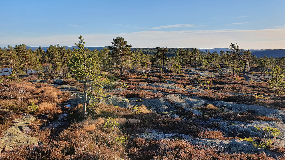 Noen meter sør for toppen av Lindumvarden ser man ganske godt sørover. Den flate åsen som ses bak trærne midt i bildet, er Himfjell/Eggaraksla (591).