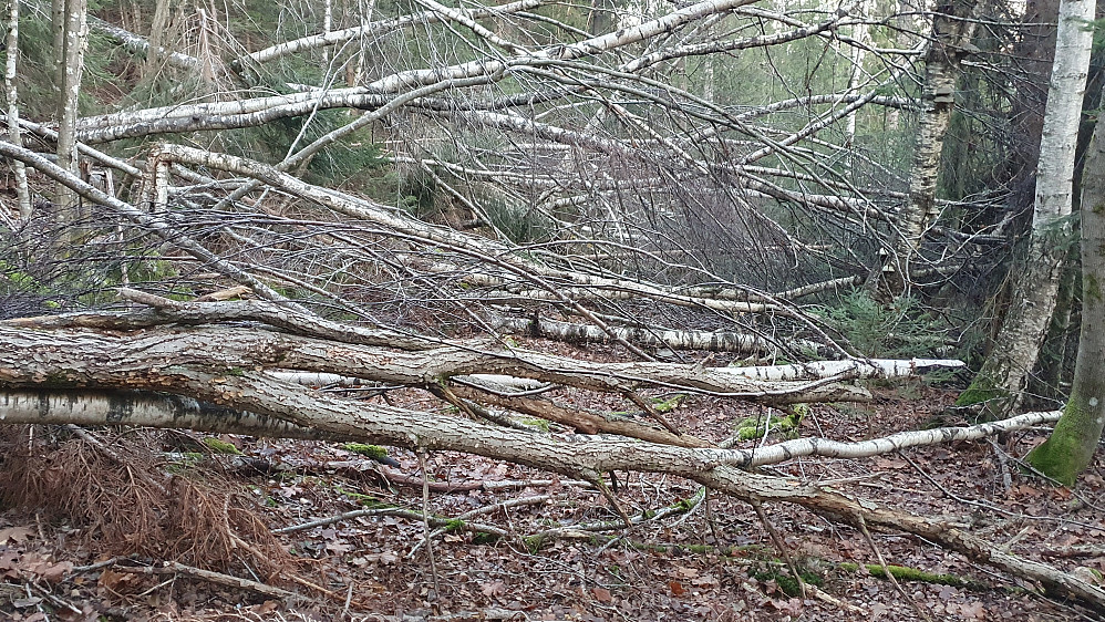 Noen plasser kan det være temmelig strevsomt å ta seg fram i skogen. Jeg skulle heldigvis ikke i denne retningen her. I min marsjretning var det langt lettere å gå.