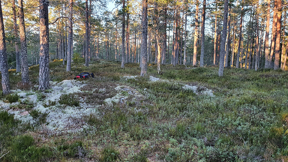 Ikke så lett å finne aller høyeste punkt her på Tretjernshøgda (438), hvor det var ganske så flatt.