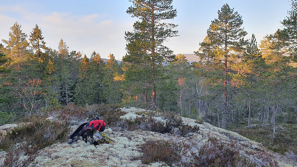 På toppen av Hauketjernsberga (426), hvor sola nå sto svært lavt på himmelen i sørvest.