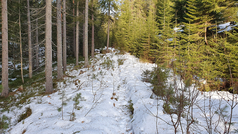 Stien jeg fulgte nordover mot Stillemyrberga, hvor det på kartet er inntegnet en traktorvei. Det var mye smågran og potensielle juletrær i traktorveien i dette partiet.