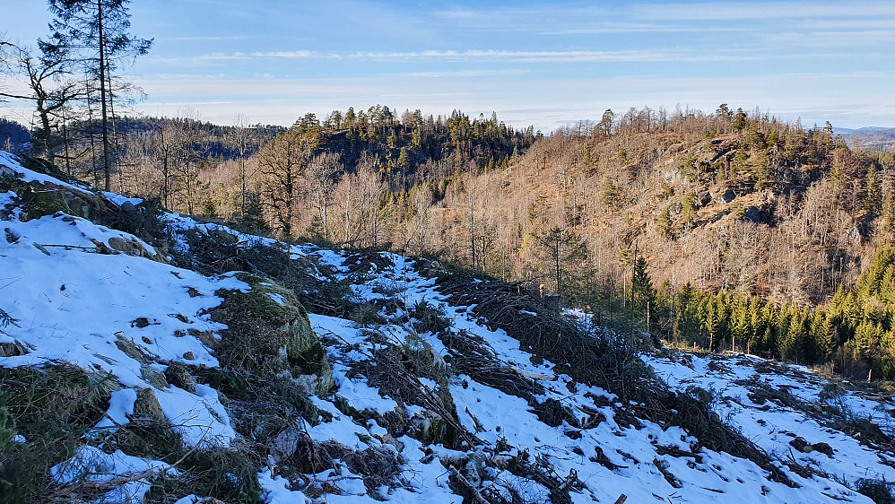 I hogstfeltet i nordsiden på Skjeggås. Bildet tatt mot Vestre Grasås (228), som er kollen i midten.