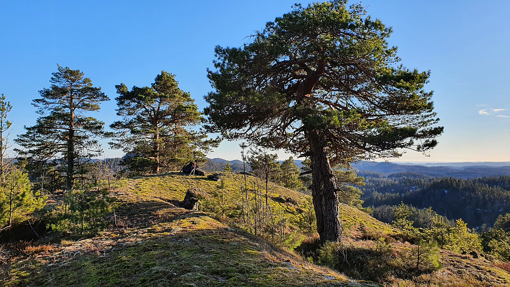 Flott toppområde på Lamåsen (215).