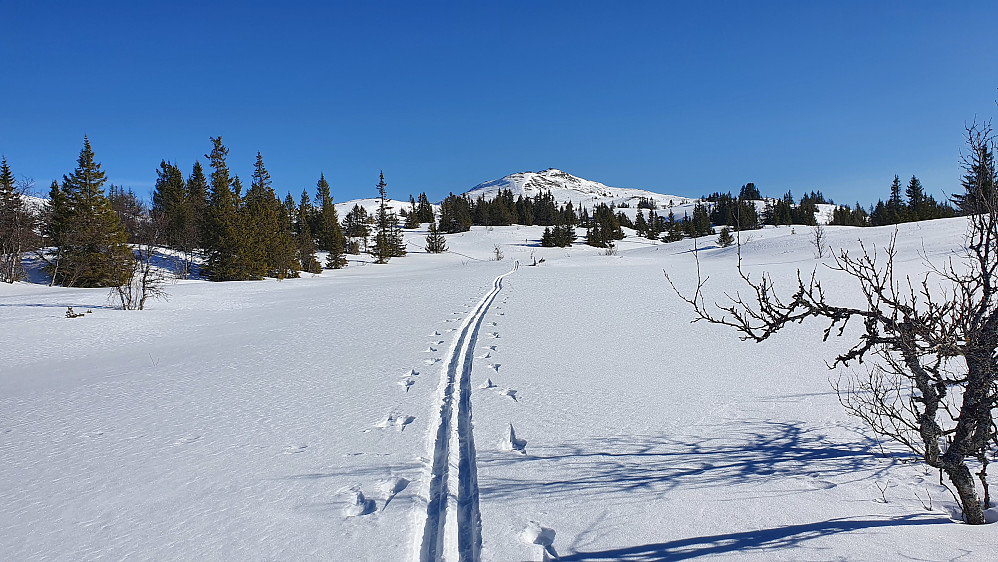De tråkka sporene jeg fulgte på ryggen mot Binnhovdknatten, som ses i bakgrunnen. Her er jeg straks over tregrensa, og skiføret ble langt bedre.