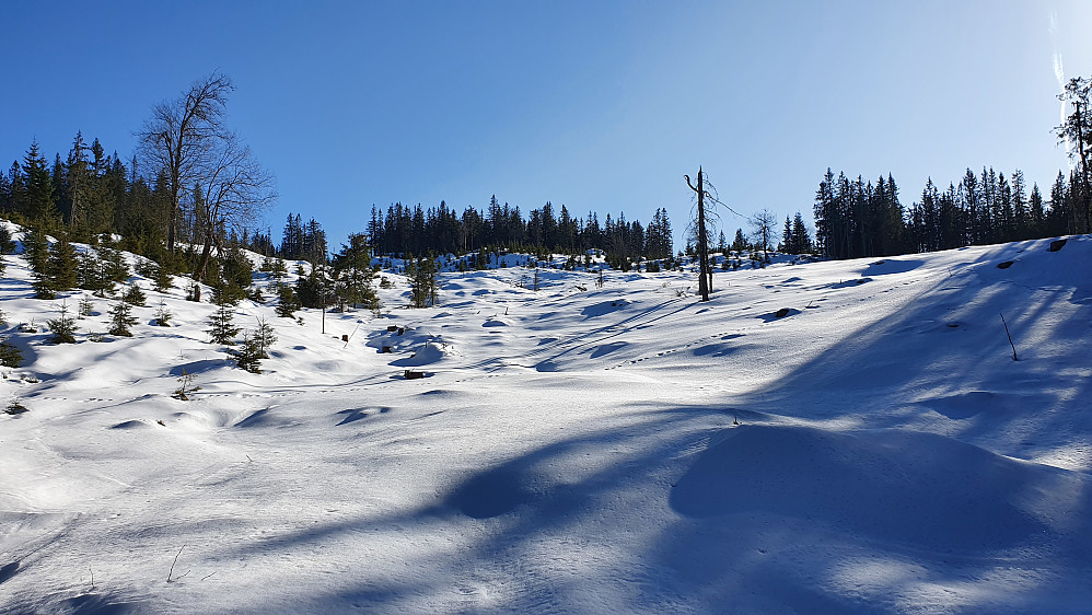 Oppover mot Branntjernhøgda. Selve toppen befinner seg bak og litt til venstre for treklynga midt i bildet.