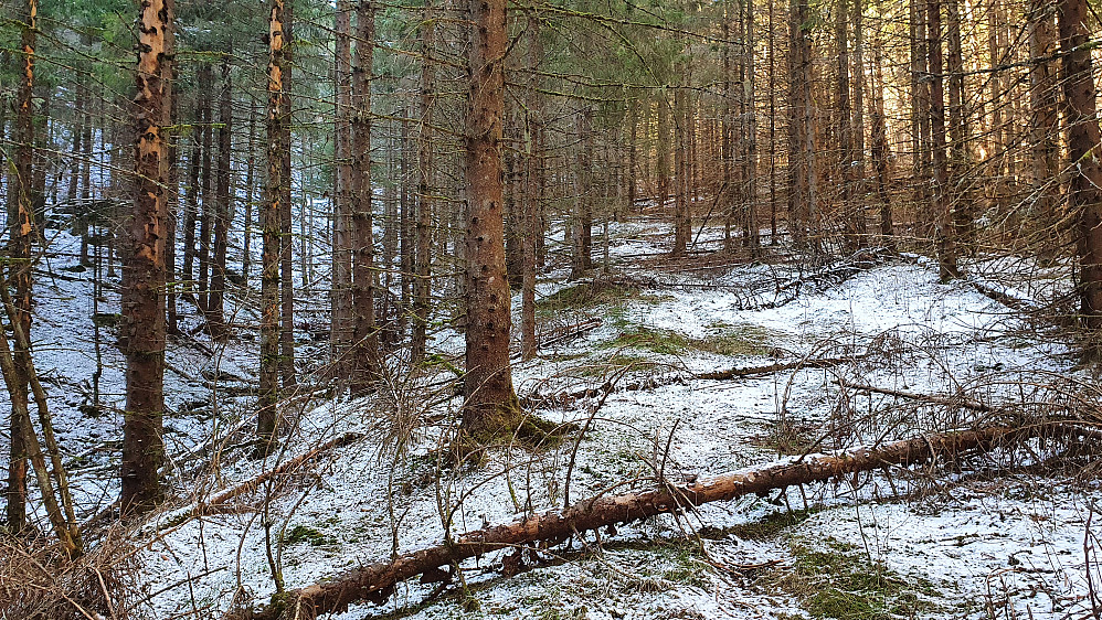 Oppover i Gampedalen, hvor jeg kunne følge en gammel traktorvei i den mørke granskogen, som nå var litt lysere takket være det lille melisdrysset.