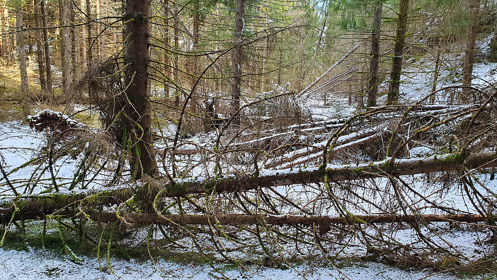 Mange falne grantrær i dalen mellom Strekås og Fløyåsen.