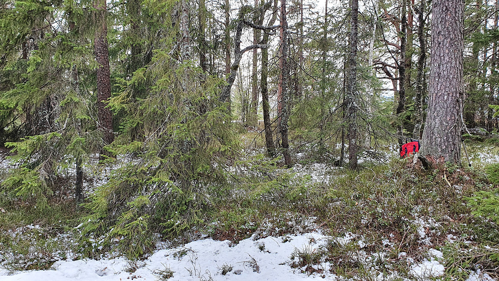 Toppområdet på Breidfjell (443) er meget flatt. Ikke lett å se høyeste punkt her.