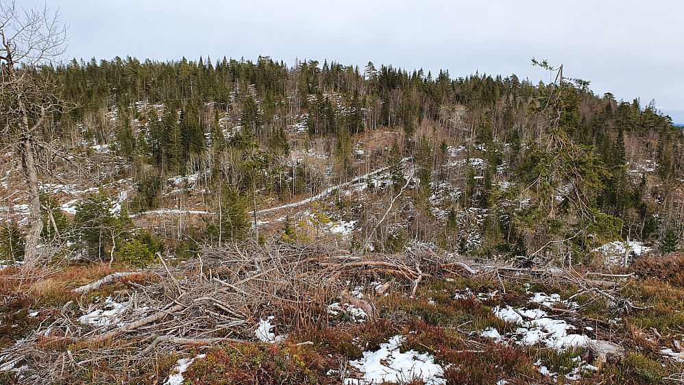 Jeg er på den snauhogde høyden nordøst for Breidfjell (443), og ser over mot Tyriåsen (449). Stien opp mot Tyriåsen ses som en hvit stripe i skogen.