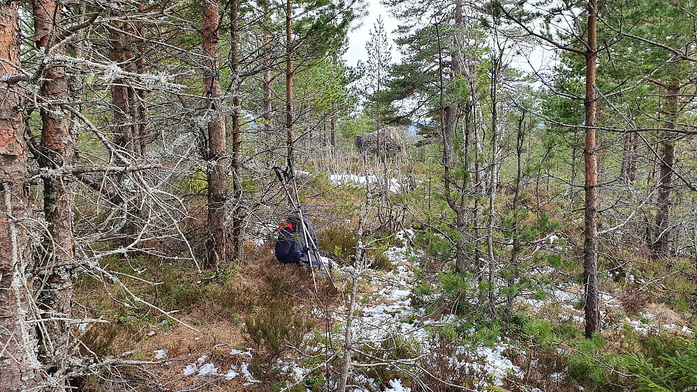 På Tevemyrås (389). Bak og midt i bildet ses kampesteinen jeg gikk bortom like etterpå.