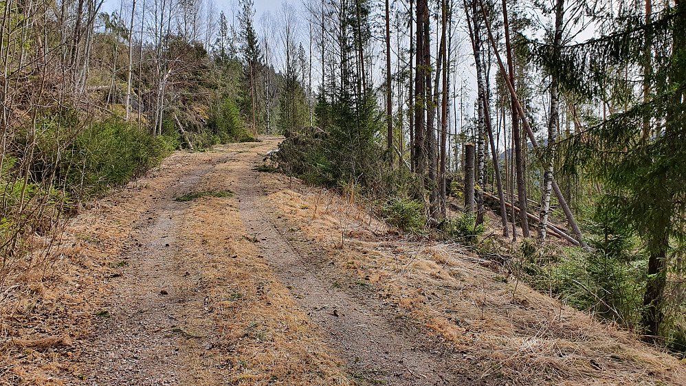 Fint å vandre på skogsbilveien. Her var det ryddet etter stormen i fjor høst. Ute i terrenget så det imidlertid verre ut ...