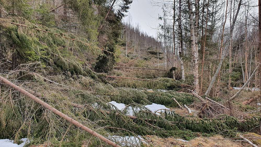 Hinderløype for de proffe! På traktorveien sørover mot Linskardberget. Her er jeg ved sørenden av Stormyr.