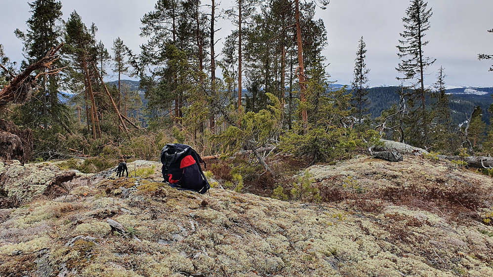 På toppen av Linskardberget (410). Mot sør sto det igjen mest skog, så i den retningen var det minst utsikt.