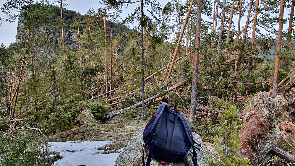 På Olakollen (328), hvor furuskogen hadde blitt herjet av vinden. Puttekollen (509) ses bak til venstre.