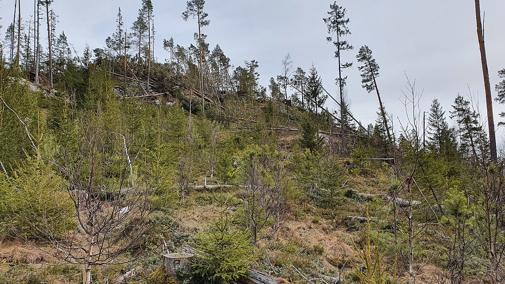 Tilbakeblikk oppover mot Olakollen litt før jeg nådde skogsbilveien. Jeg gikk ned omtrent midt i bildet.