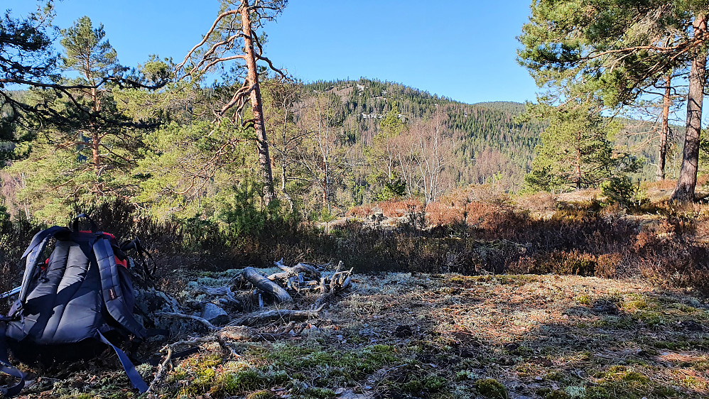 På dagens første topp, Haukelikollen (253). Gløtt av utsikt mot vest herfra. Kollen midt i bildet er Magnetpreb (395), mens bakerst til høyre ses Langelandskollen (436).