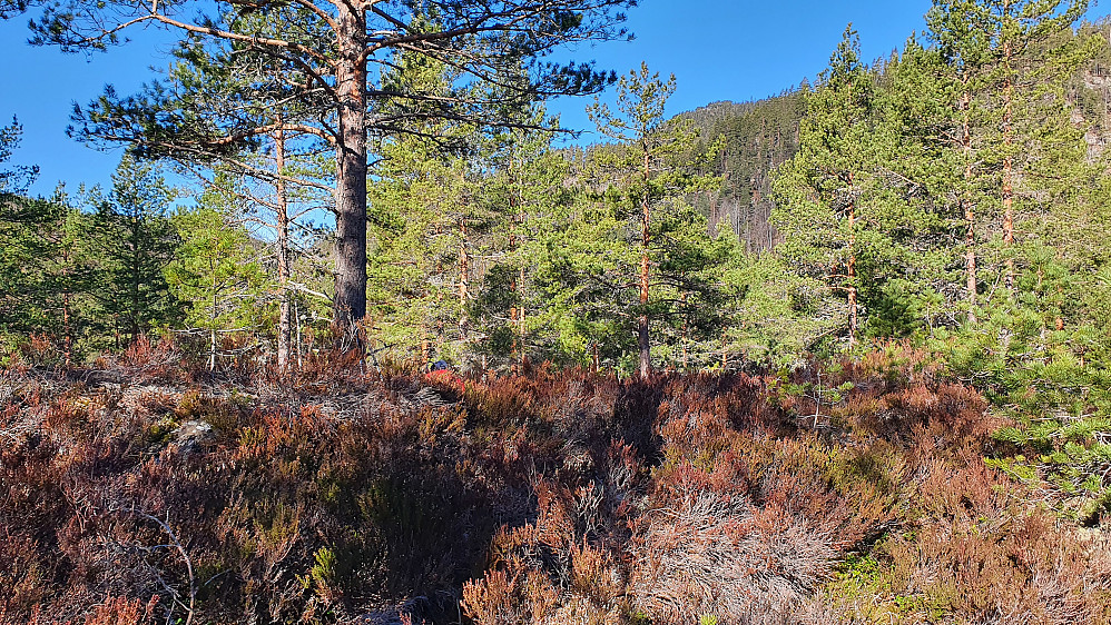 På Bjordamsås (228). Litt til høyre og øverst i bakgrunnen ses sørligste del av toppområdet på Geitebuvarden (Geitebuvarden utsikt).