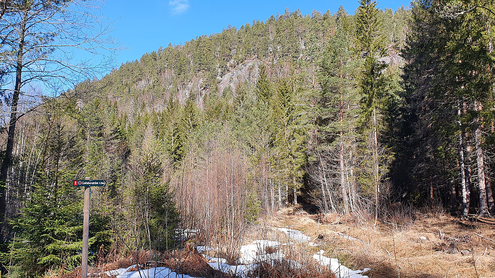 Her tar stien til Geitebuvarden av fra grusveien i Skådalen. Litt vått akkurat her i starten, men det ble det slutt på da stigningen begynte.