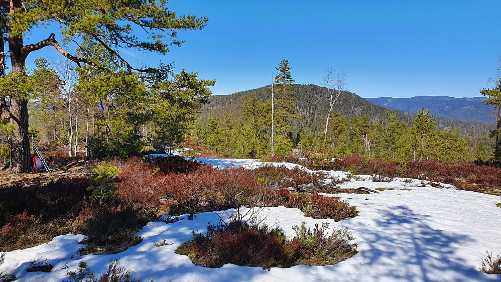 Jeg står sånn cirka på Langelandskollens høyeste punkt. I bakgrunnen og nokså midt i bildet, er Geitebuvarden.