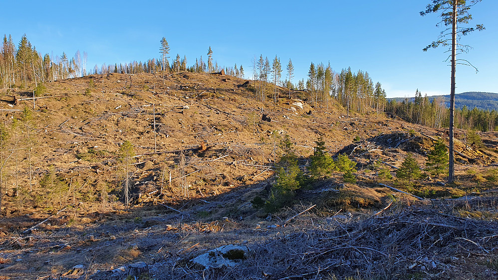 Snaukollen (283) sett fra nord. Oppå toppen ligger den kjempestore rotvelten som var godt synlig herfra.