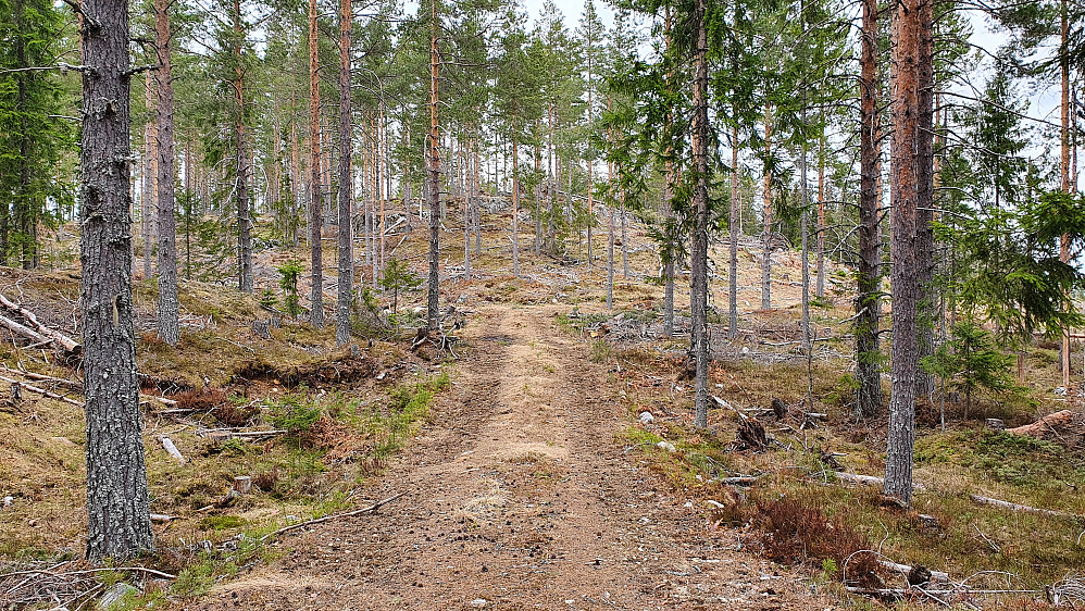 Traktorveien jeg fulgte noen meter litt sør for Høgås (488) var av veldig god kvalitet. Toppområdet på Høgås er i bakgrunnen.