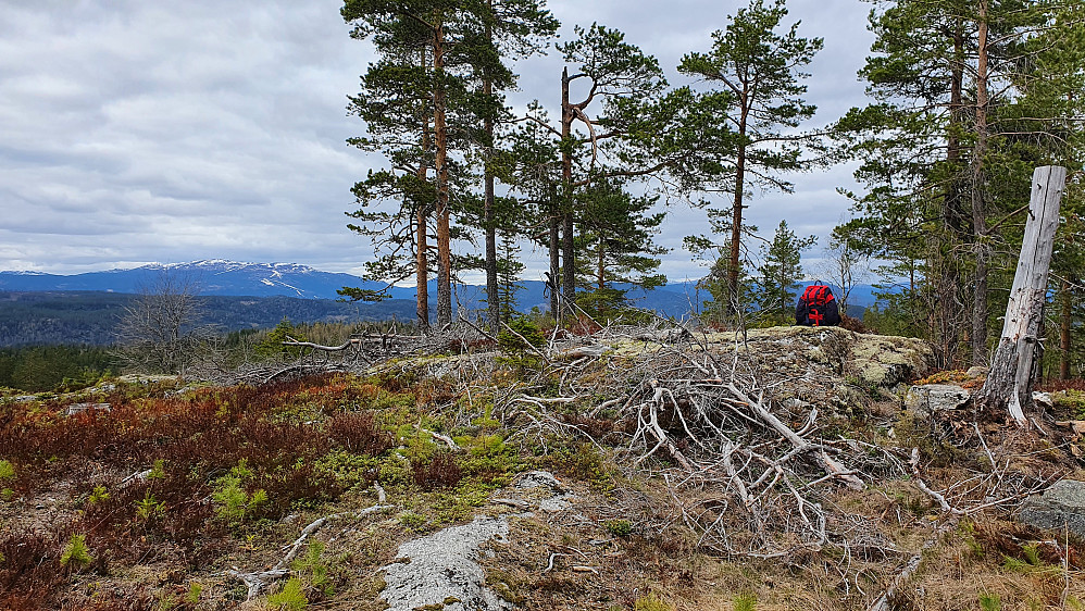 Toppunktet på Høgås (488), med Norefjell langt bak til venstre.