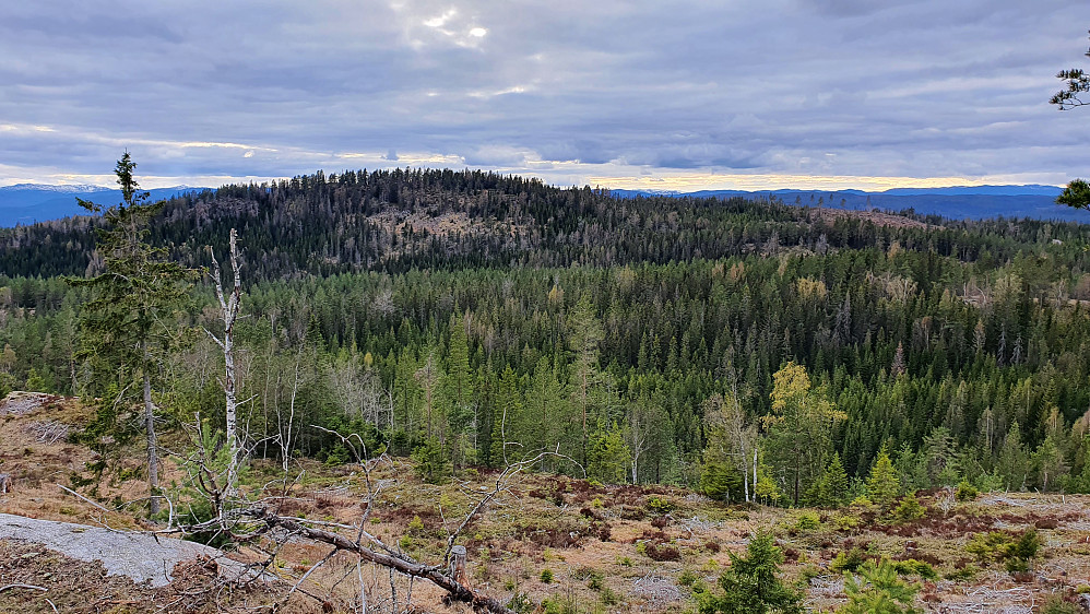 Jeg står på Dælaåsen (483) og ser over mot Værsåsen (508).