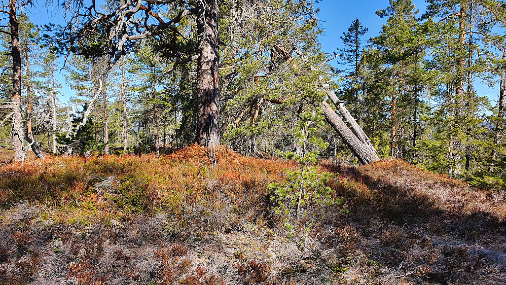 På toppen av Svartvannsholen (538), hvor det sto en gammel furu. Og en annen like ved, som var halvveis nedblåst.