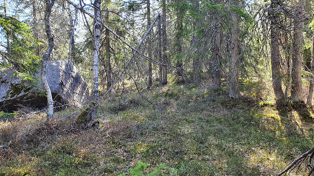 Den store steinen til venstre er sannsynligvis aller høyeste punkt på Kardåsen (550). For øvrig var det lite å se fra denne toppen annet enn trær og lyng.
