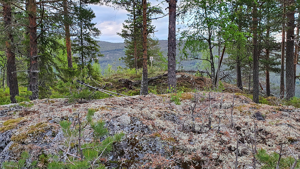 Høyeste punkt på Geitenatten er enten bergknausen nærmest hvor stavene ligger, eller den som er bak de to furuene midt i bildet. Trig.punktet ses litt lengre bak.