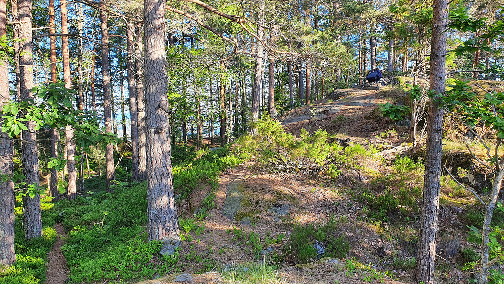 Oppe til høyre ligger sekken min på toppen av Lovisenbergkollen (190). Bak trestammene til venstre kan man skimte en benk som står på utsiktspunktet.