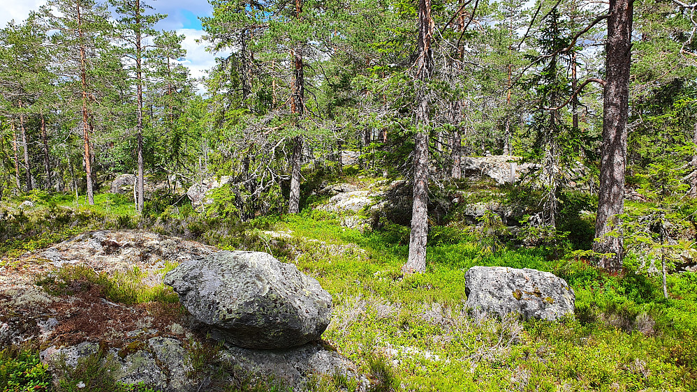 På Samsjøberga (527). Jeg står ca 50 meter sør for høyeste punkt, som skimtes mellom trærne midt i bildet. Bak til høyre ses en liten varde, som står på trig.punktet.