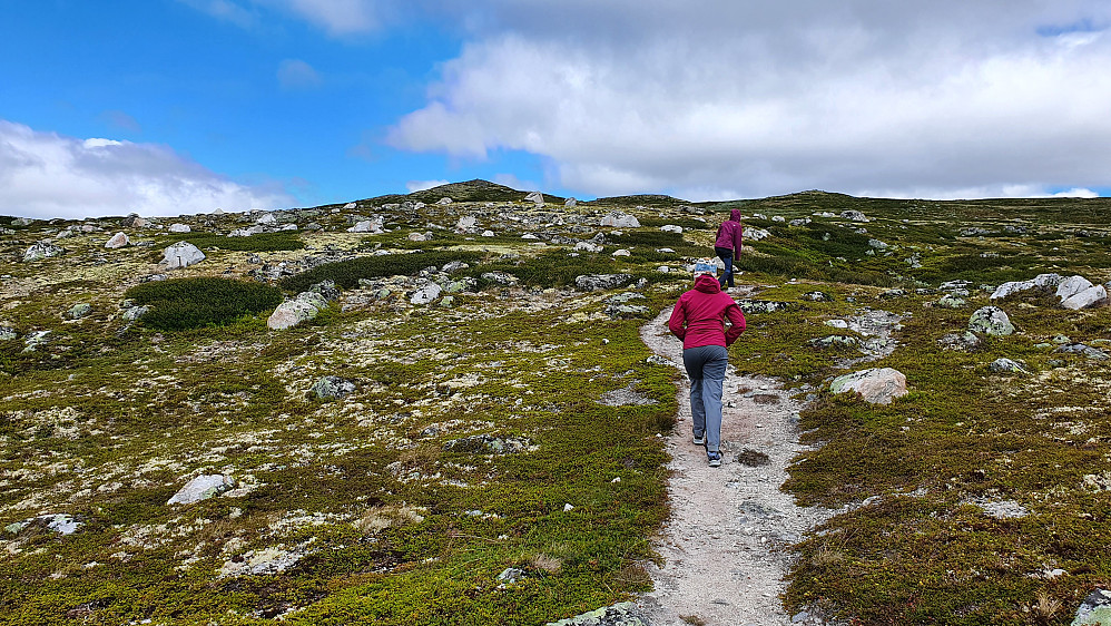 På stien mot Øklenutan (1280). Toppen øverst og litt til venstre, er en fortopp til høyeste punkt på Øklenutan.