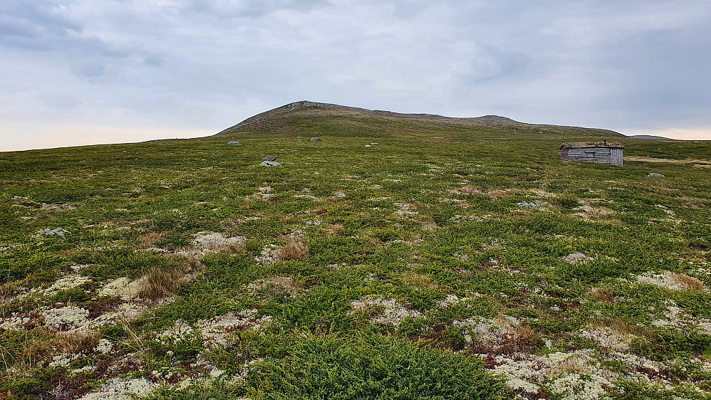 Lett og trivelig fjellterreng oppover mot Kvannehøgdin (1320).