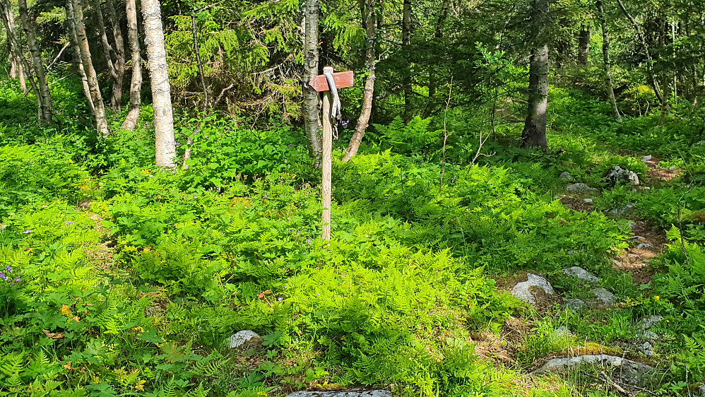 I nedre del av skogen, på returen. På stidelet, hvor jeg nå gikk rett ned på hovedstien til høyre. Til venstre kan man skimte den lille stien jeg fulgte under oppstigningen.