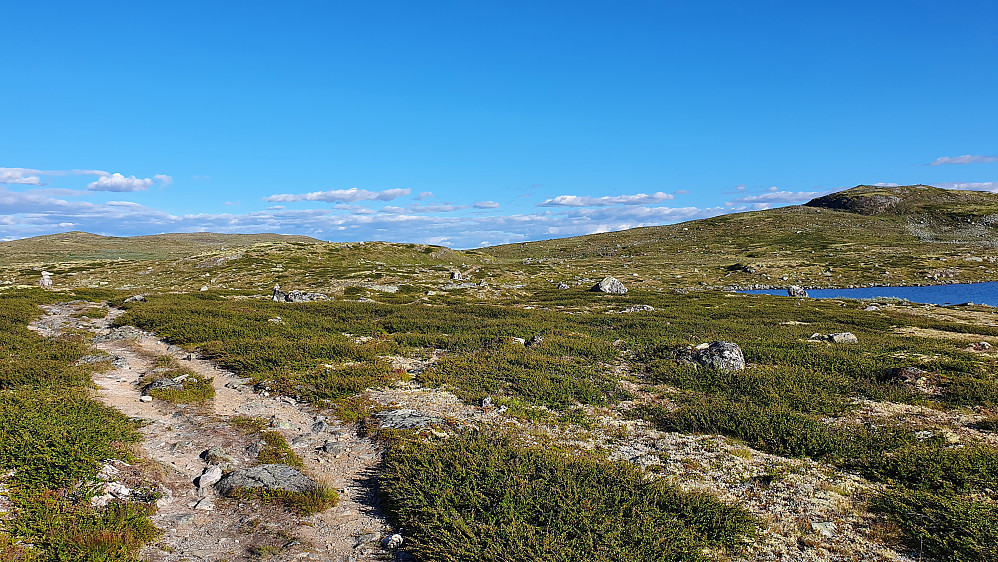 På stien mot Krækkjahæe (1336), som ses langt bak til venstre. Helt til høyre er Krækkjanuten (1296).