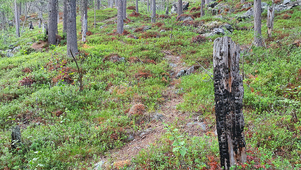 På stien oppover i det litt brattere partiet på ca 800 meters høyde. Her passerte jeg innimellom noen brente trestammer etter en skogbrann.