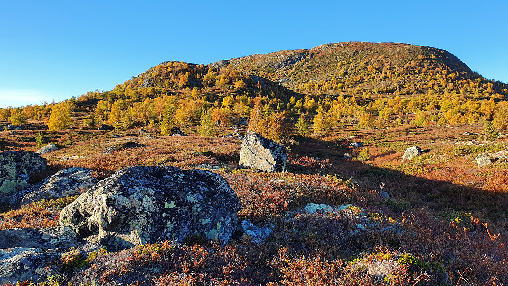 Jeg er straks nede på hovedstien mellom Nedre og Øvre Halso, og ser tilbake opp mot Sør for Hauganøse (1164), som er litt til venstre, og selve Hauganøse (1275) til høyre.