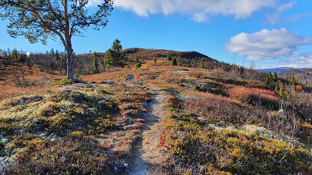 På stien rett øst for Åshovda, som ses lengre bak omtrent midt i bildet.