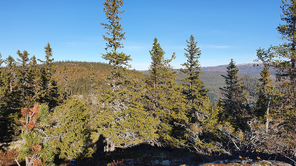 Vi står på Kviseternatten (825) og ser over mot Brennun (863), som er åsen mellom trærne til venstre i bildet.
