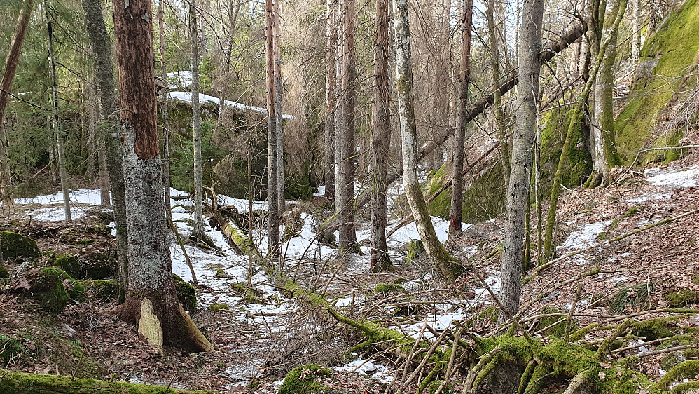 Vandring i skogen på vei nordover fra Bjørnøyas høyeste topp (149). Her på ca 115 meters høyde, hvor jeg går nedover i et lite dalsøkk med flere bratte bergvegger på sidene.