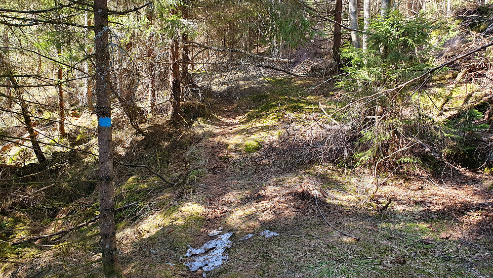 Jeg har kommet opp i dalsøkket vest/nordvest for Nordkollen, og nærmer meg stikrysset. Et og annet tre lå over stien, men det var ikke veldig mange hinder underveis egentlig.