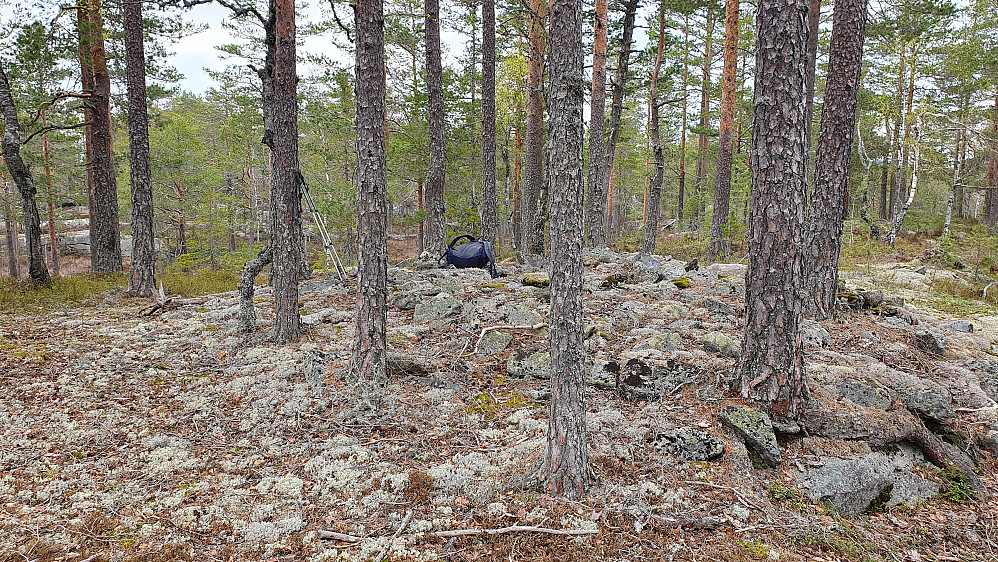 Høyeste punkt på Skjenås (385) er disse steinene i sirkelen med furutrær.