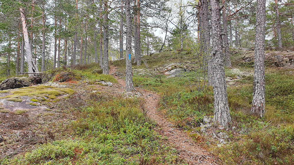 Blåmerket og fin sti oppover mot Griseryggen. Her like etter hvor stien svinger østover og jeg straks er oppe på selve ryggen før toppen.