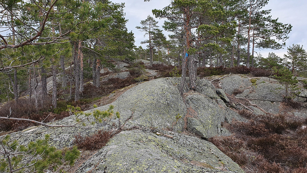 Siste stykket mot toppen av Griseryggen (438), hvor stien stort sett går på berget.