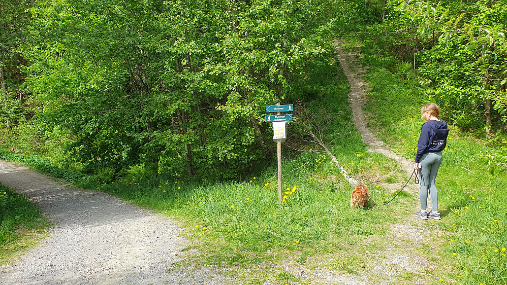 Her forlot vi Allegodtveien, og gikk inn på nettverket med stier. Oppover gikk vi stien til høyre, og på returen kom vi på stien til venstre.