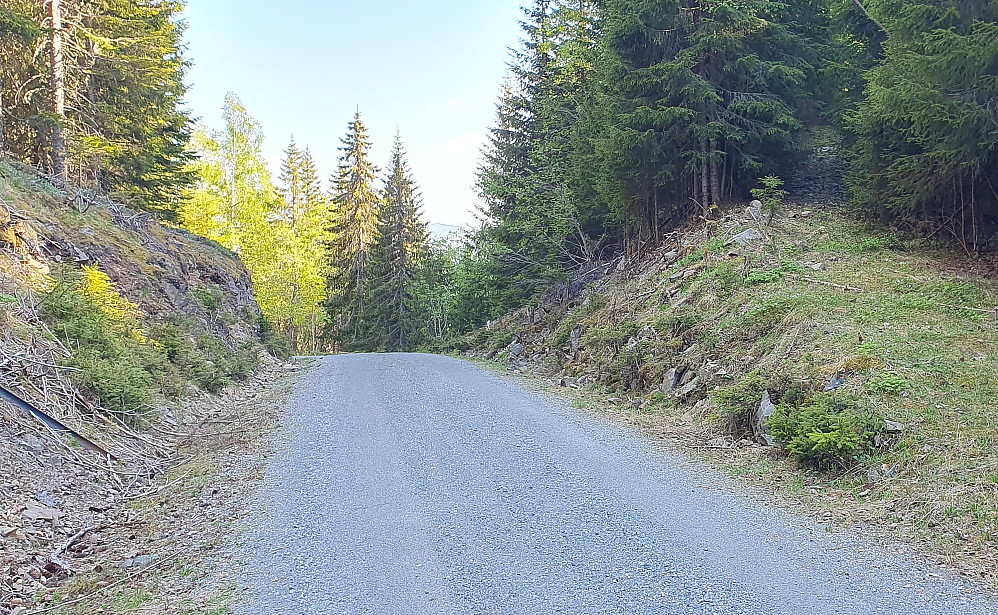 Gladbakk, skaret mellom Pipenatten og Rudskollen. Oppover til høyre i bildet og innimellom granene går traktorveien jeg fulgte mot Rudskollen. 