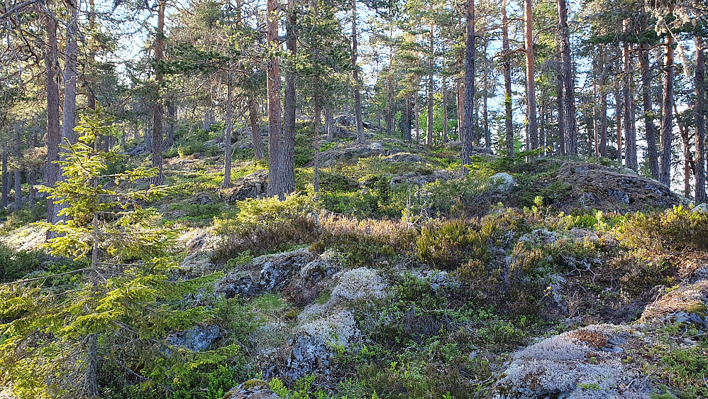 Fra returen, hvor jeg ser tilbake og oppover ryggen jeg fulgte til Rudskollen (605). Dette er på drøyt 500 meters høyde, hvor det faktisk lignet på en rygg.